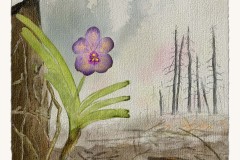 Little Orchid Annie (2026)