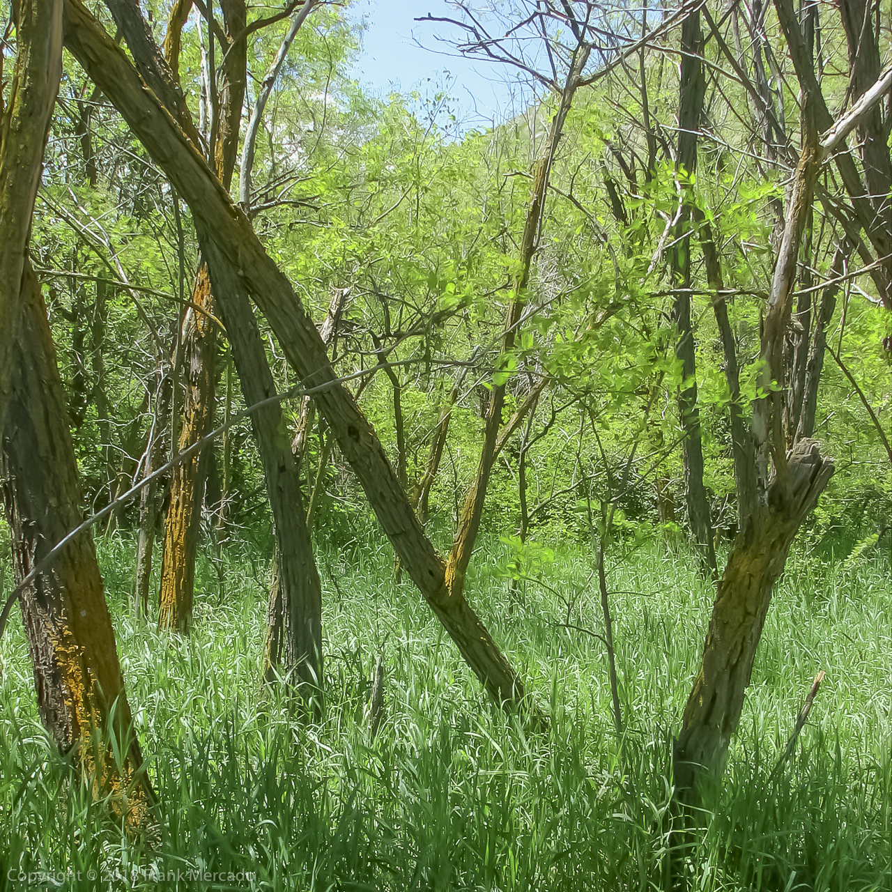 Landscape #18