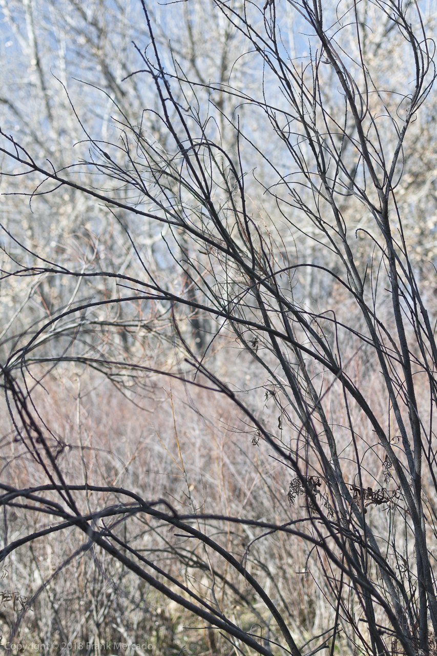 Landscape #15