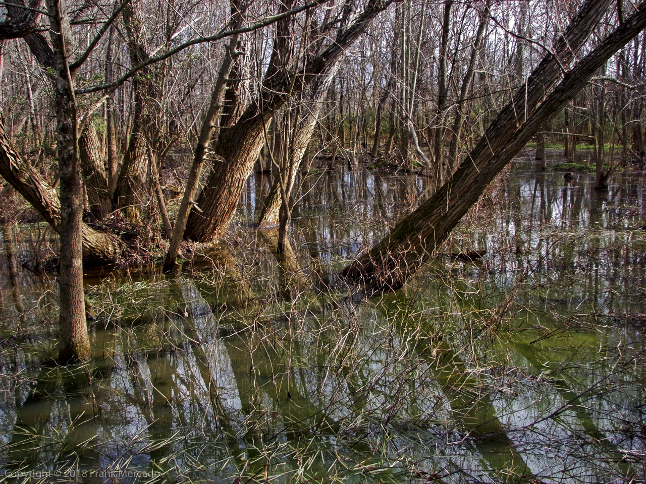 Landscape #16