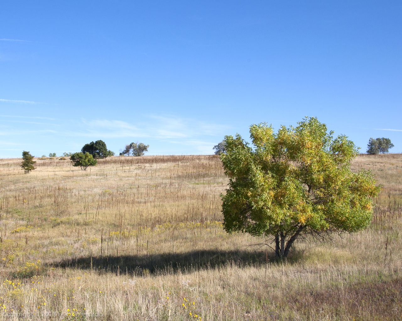Landscape #19 (Kilmer's Poem)