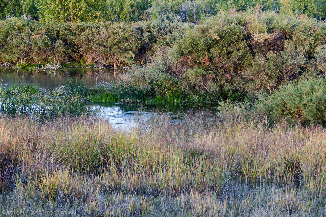 Landscape #17