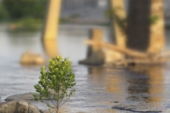 Man & Nature #10 (Standing Tall in the James)