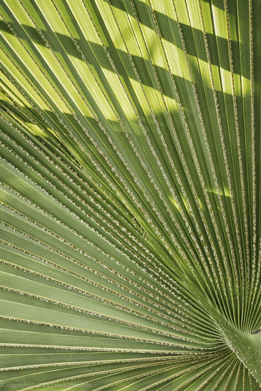 Inside the Lewis Ginter Botanical Gardens Conservatory