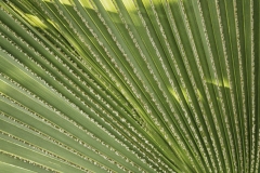 Inside the Lewis Ginter Botanical Gardens Conservatory